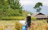 Đồng bào thu hoạch 